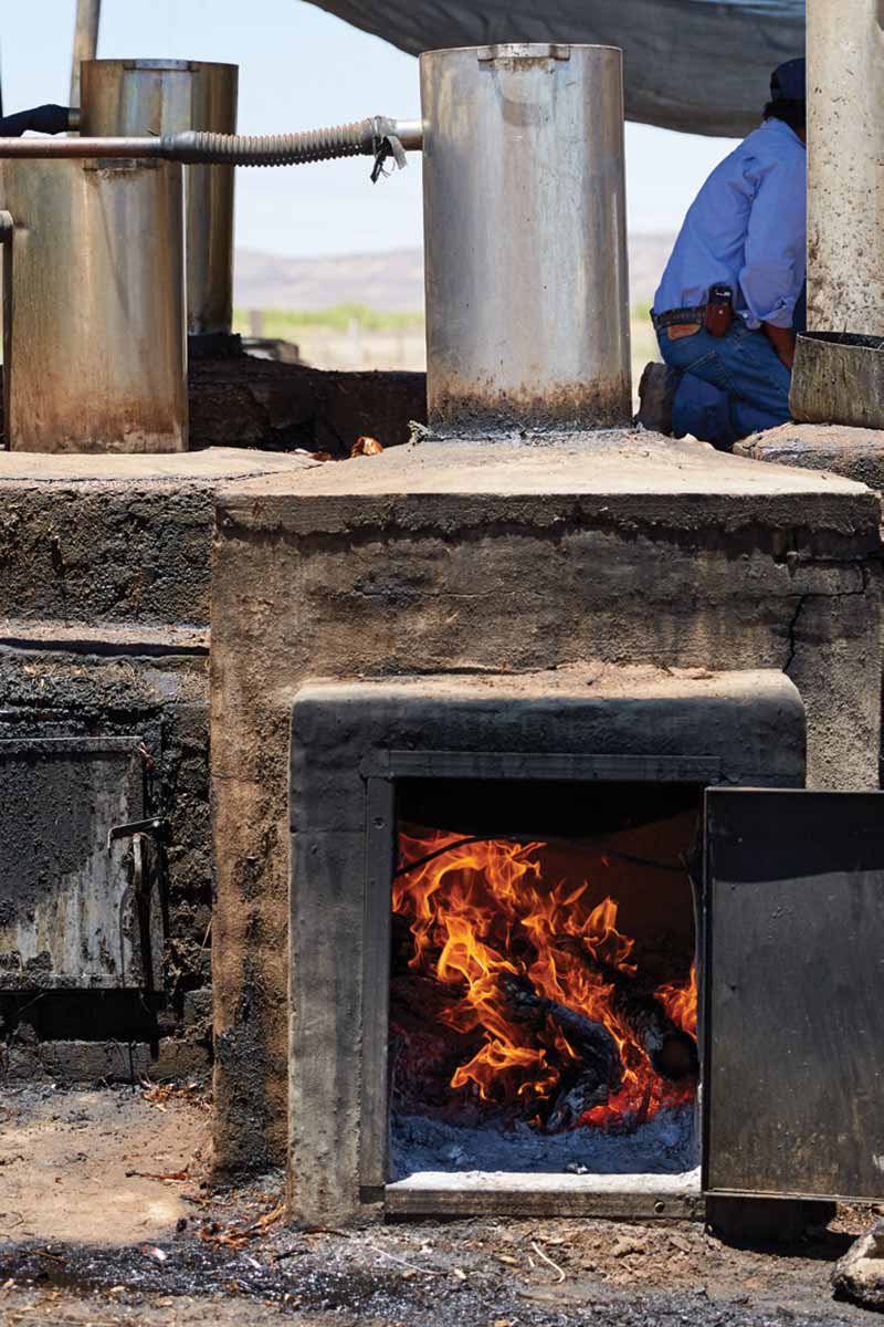 sotol-oven
